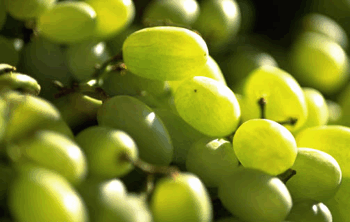 Seedless Fruit | Dherbs; Dherbs News; Alternative Medicine; Herbal
